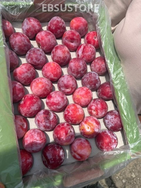 Plum fruit 4