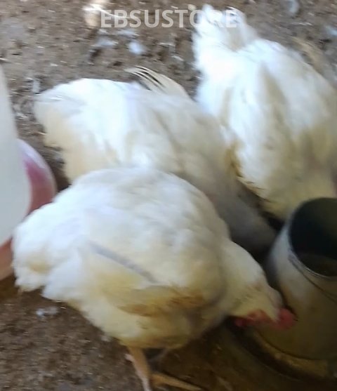 Poultry