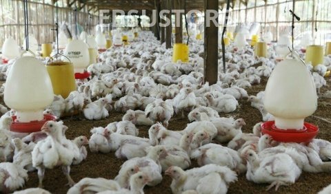 Poultry