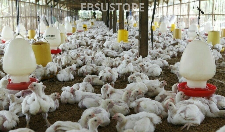 Poultry