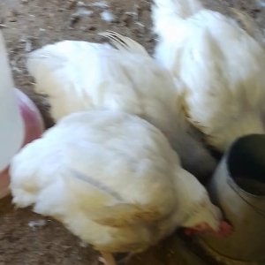 Promotion poultry